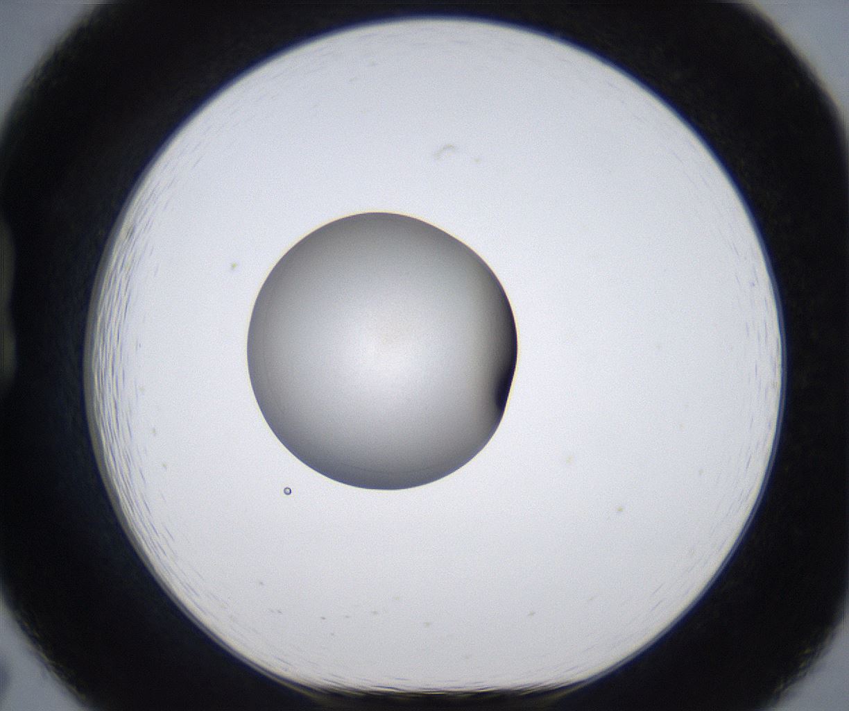folderID338_plateID2338_batchID10997_wellNum19_profileID1_d1_r164245_ef.jpg