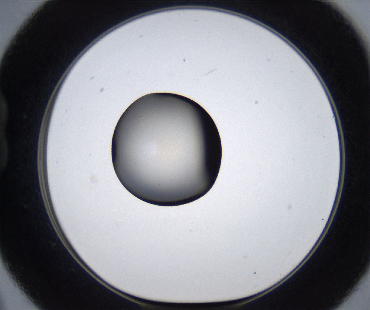 folderID338_plateID2338_batchID10997_wellNum21_profileID1_d1_r164247_ef.jpg