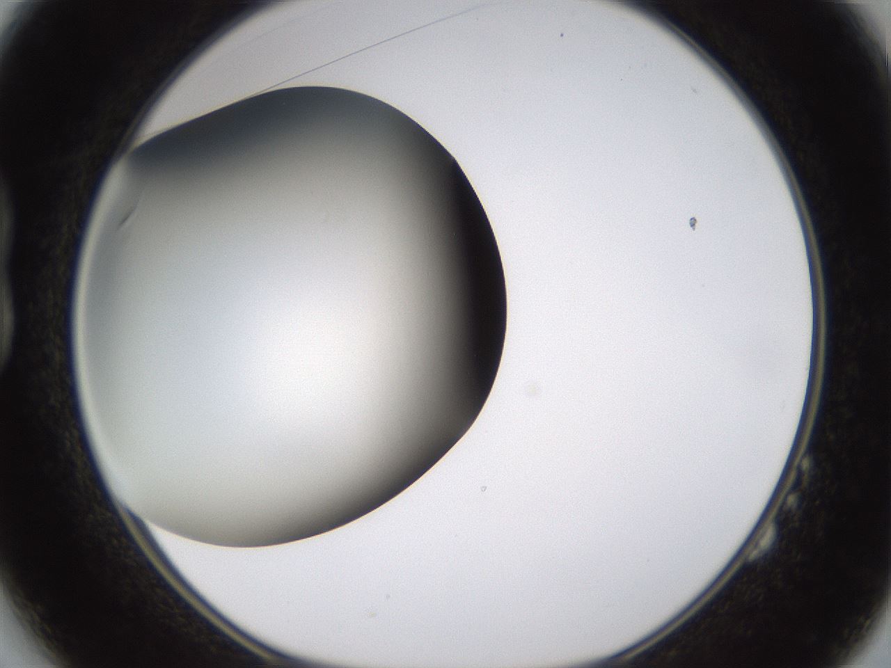 folderID339_plateID1339_batchID4571_wellNum14_profileID1_d1_r80559_ef.jpg
