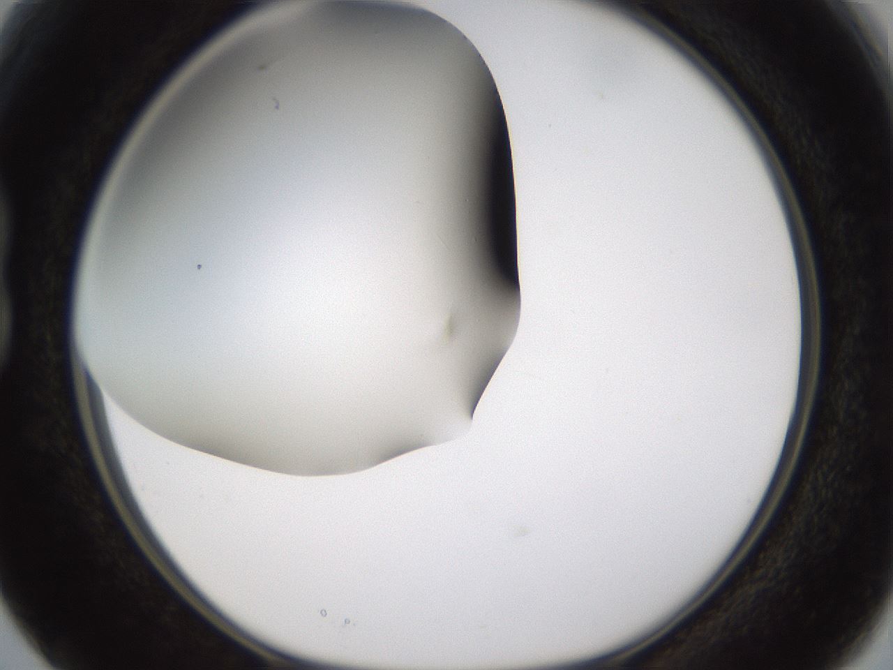 folderID339_plateID1339_batchID4571_wellNum15_profileID1_d1_r80560_ef.jpg
