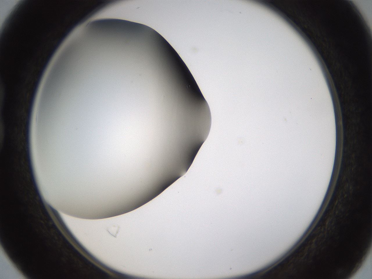 folderID339_plateID1339_batchID4571_wellNum16_profileID1_d1_r80561_ef.jpg