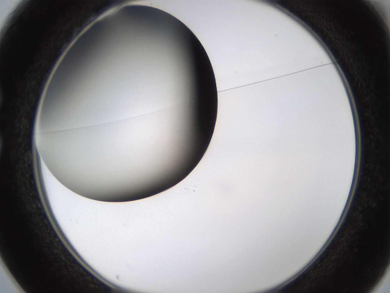 folderID339_plateID1339_batchID4571_wellNum25_profileID1_d1_r80564_ef.jpg