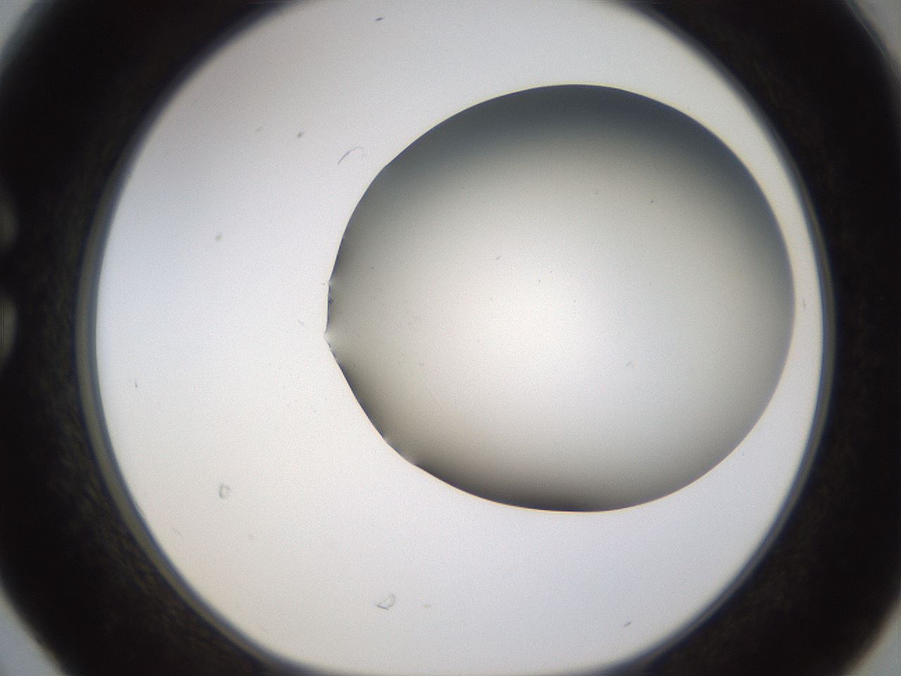 folderID339_plateID1339_batchID4571_wellNum30_profileID1_d1_r80569_ef.jpg