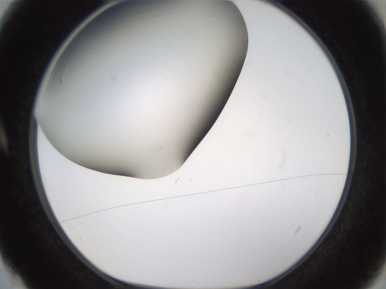 folderID339_plateID1339_batchID4571_wellNum4_profileID1_d1_r80555_ef.jpg