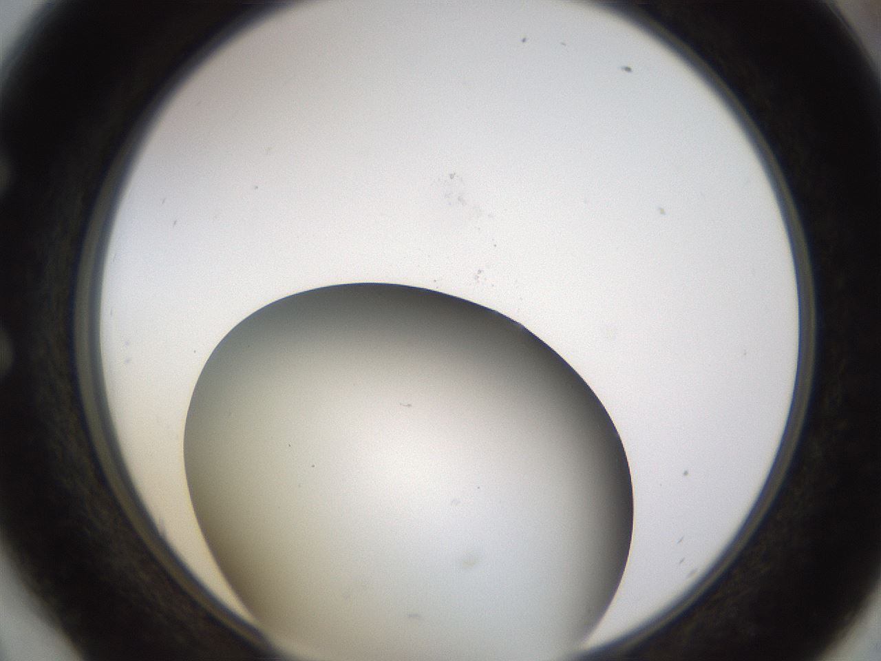 folderID339_plateID1339_batchID4571_wellNum54_profileID1_d1_r80581_ef.jpg