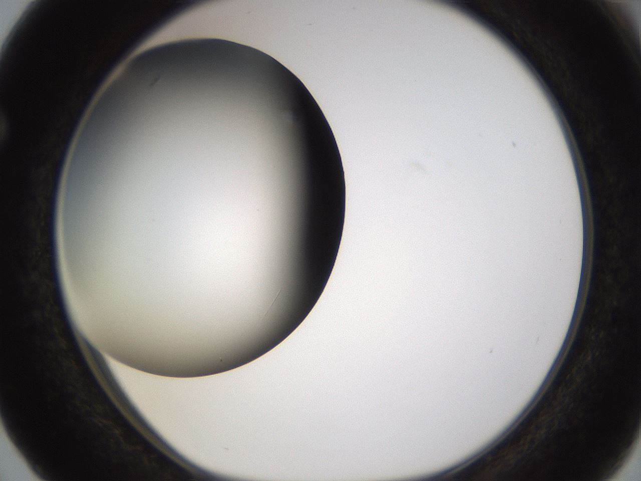 folderID339_plateID1339_batchID4571_wellNum63_profileID1_d1_r80584_ef.jpg