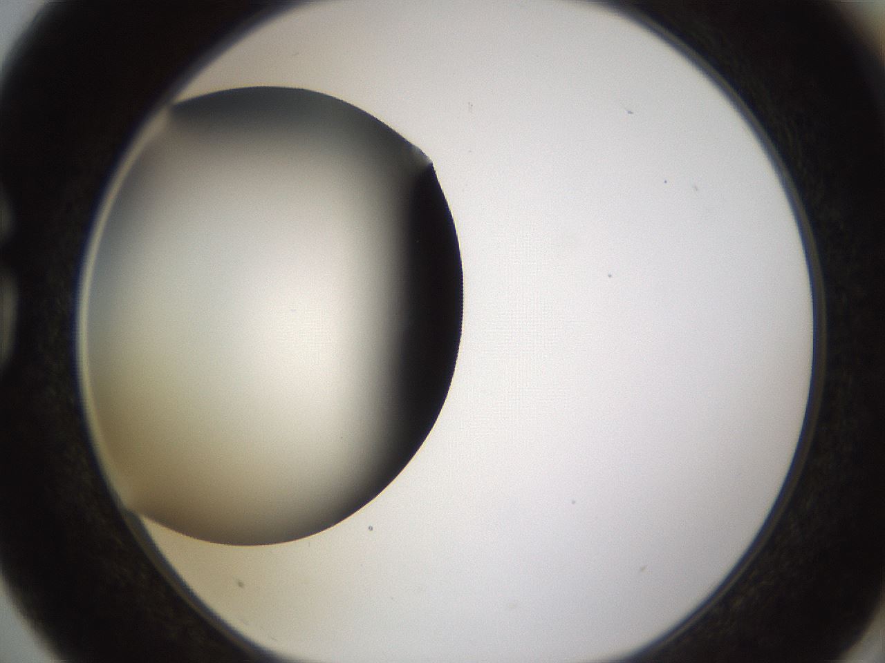 folderID339_plateID1339_batchID4571_wellNum75_profileID1_d1_r80590_ef.jpg