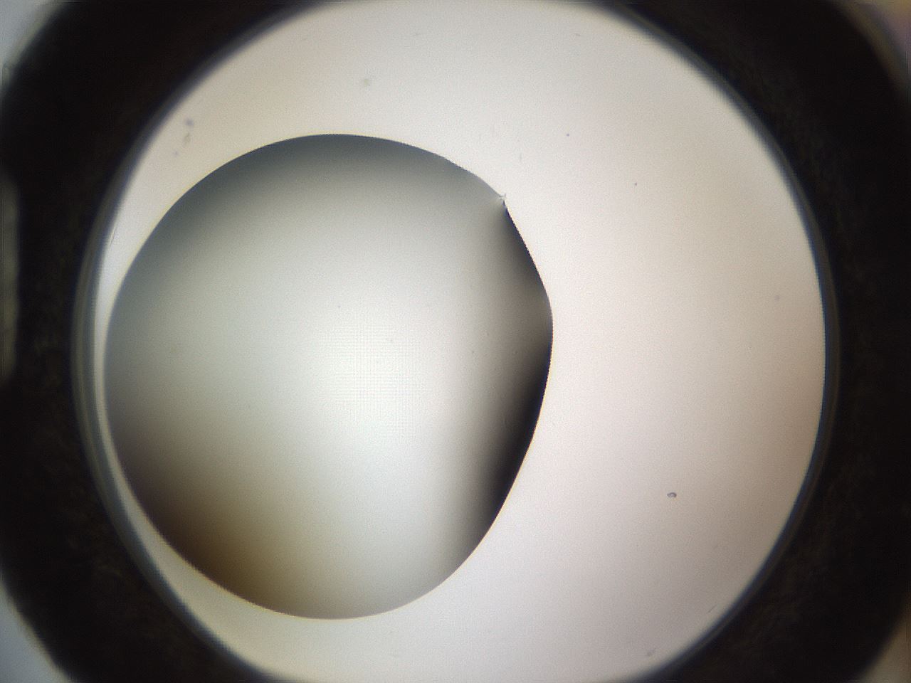 folderID339_plateID1339_batchID4571_wellNum88_profileID1_d1_r80597_ef.jpg