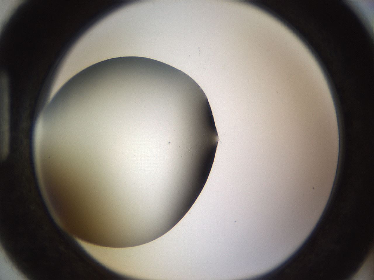 folderID339_plateID1339_batchID4571_wellNum90_profileID1_d1_r80599_ef.jpg