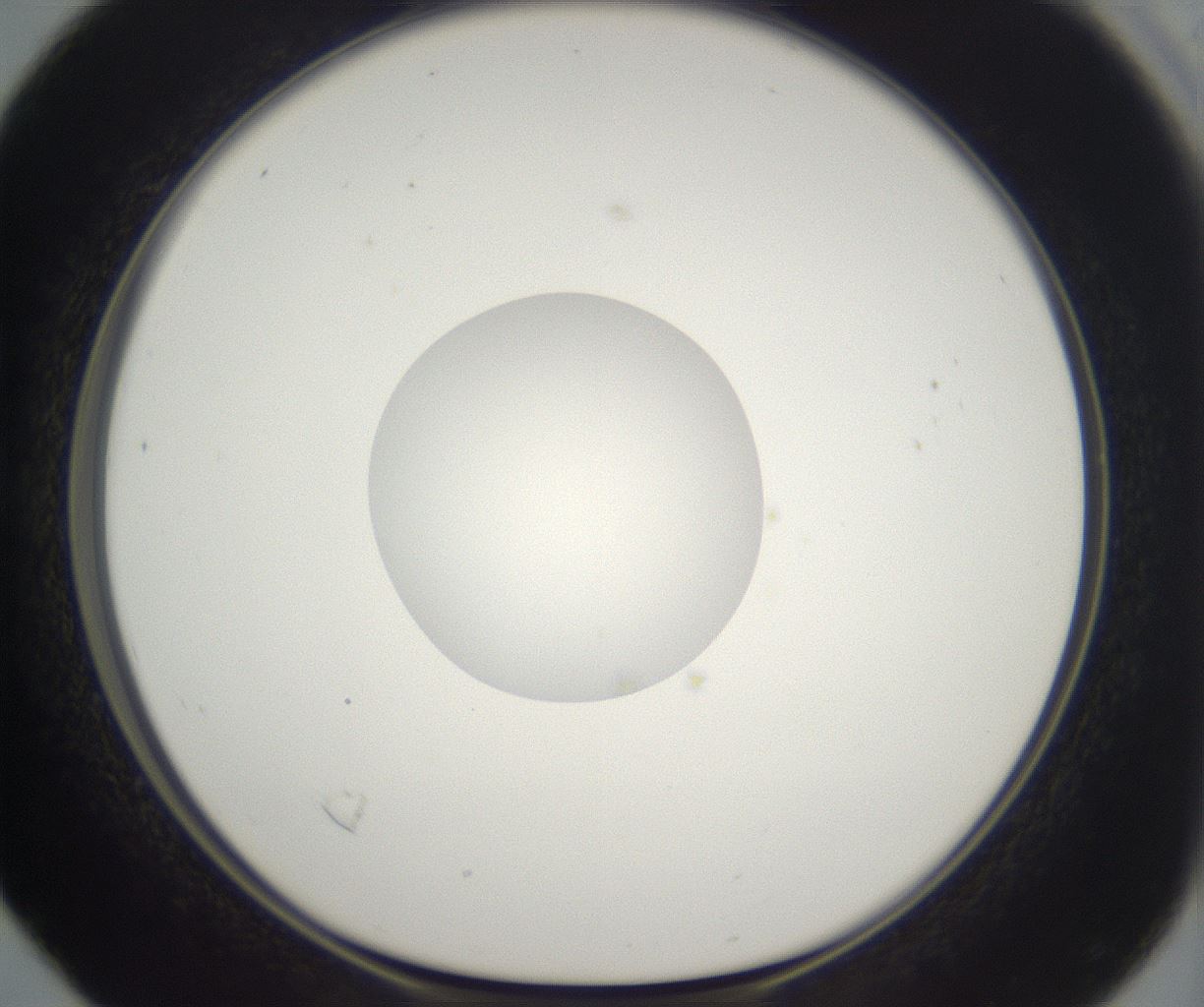 folderID339_plateID2339_batchID11006_wellNum16_profileID1_d1_r164914_ef.jpg