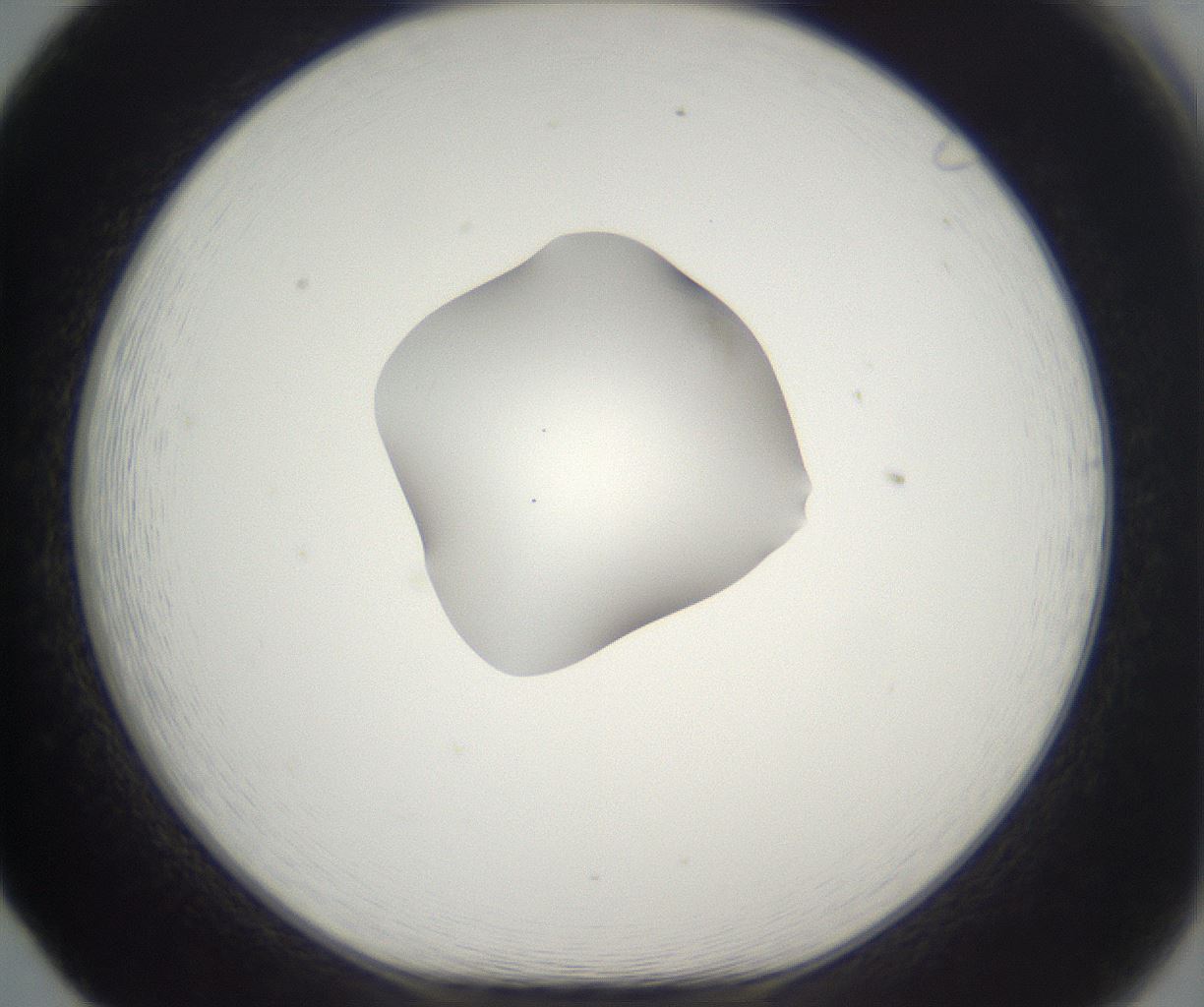 folderID339_plateID2339_batchID11006_wellNum65_profileID1_d1_r164963_ef.jpg
