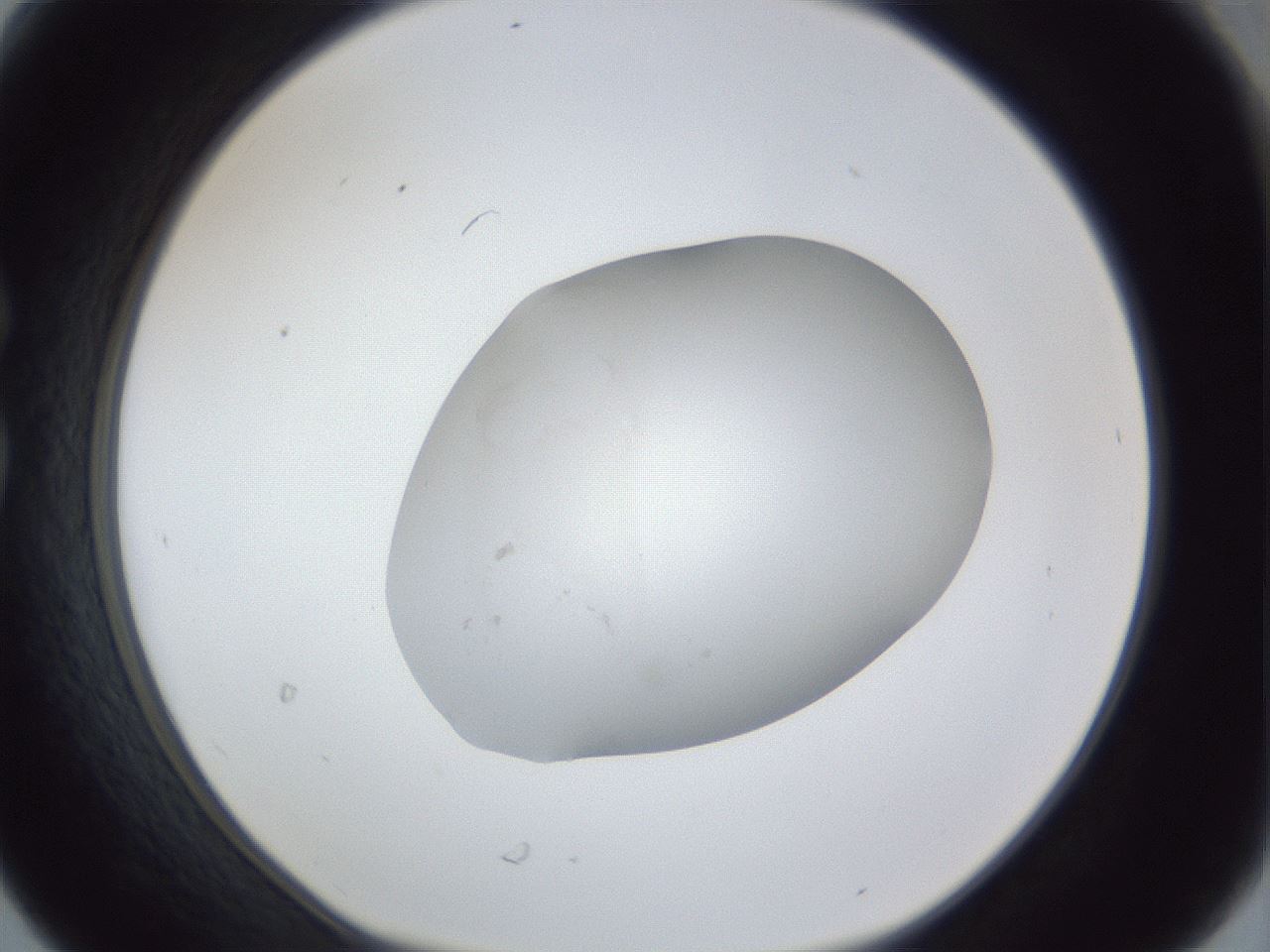 folderID33_plateID1033_batchID2045_wellNum30_profileID1_d1_r44932_ef.jpg
