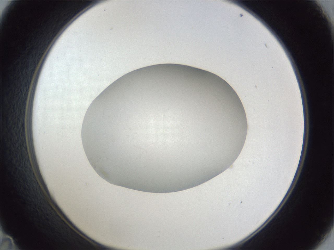 folderID33_plateID1033_batchID2045_wellNum35_profileID1_d1_r44937_ef.jpg