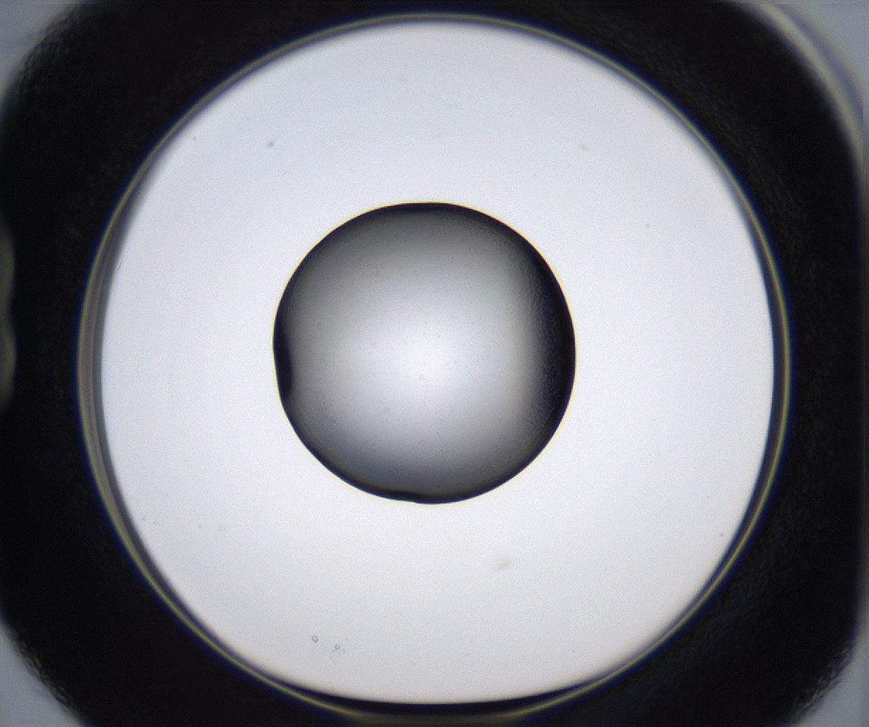 folderID340_plateID2340_batchID10999_wellNum15_profileID1_d1_r164337_ef.jpg