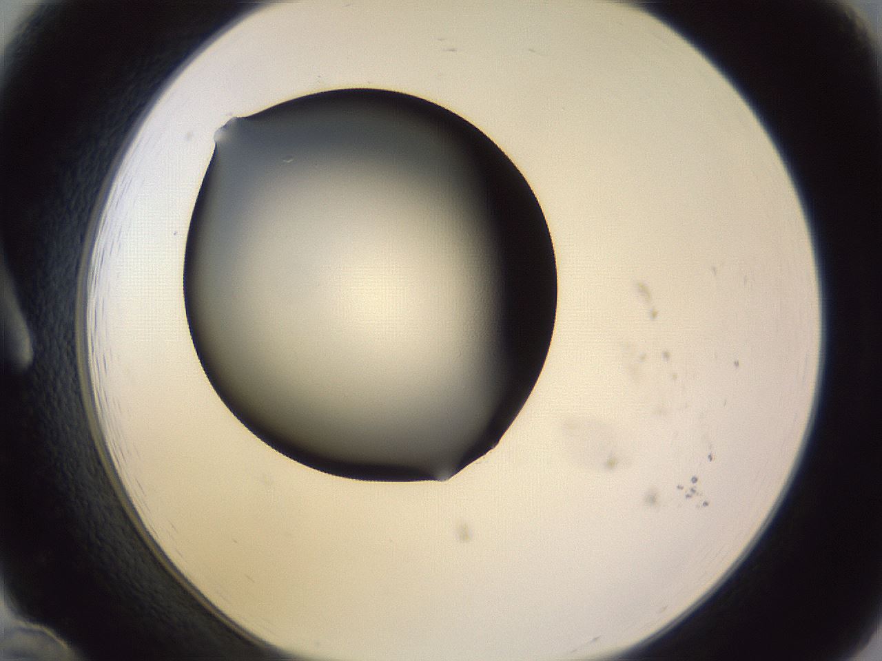 folderID341_plateID1341_batchID4589_wellNum12_profileID1_d1_r80670_ef.jpg