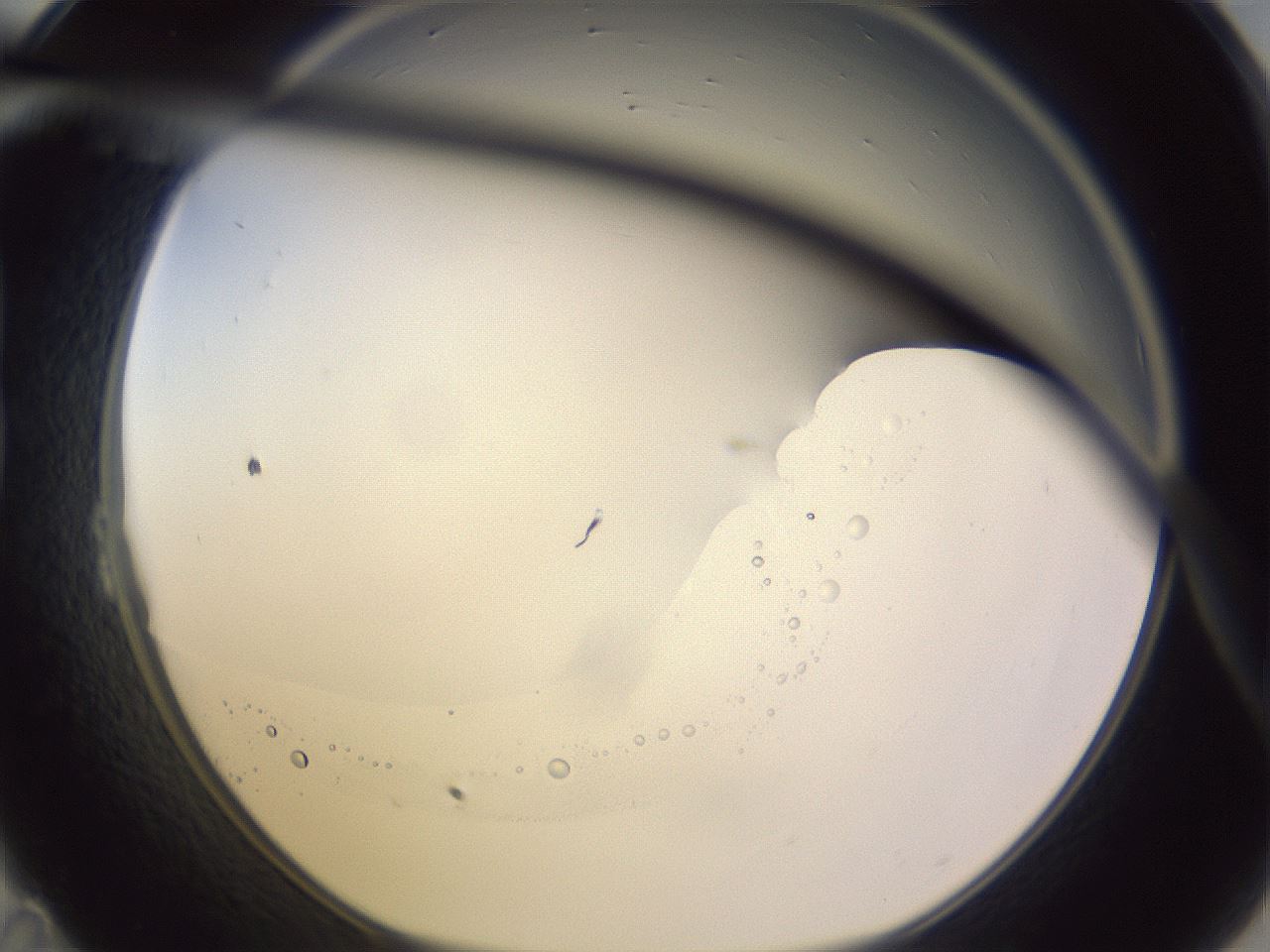 folderID341_plateID1341_batchID4589_wellNum23_profileID1_d1_r80692_ef.jpg