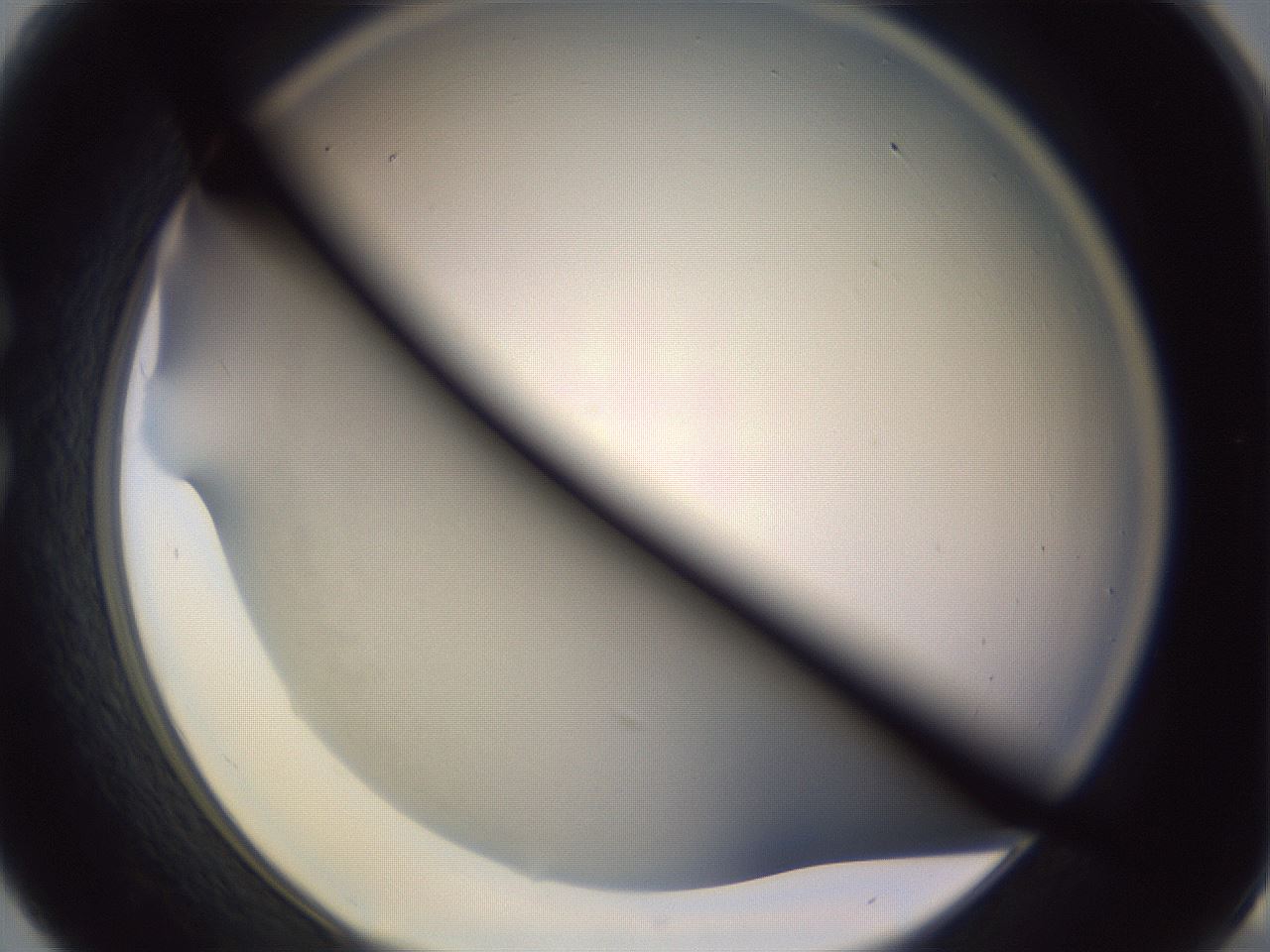 folderID341_plateID1341_batchID4589_wellNum30_profileID1_d1_r80706_ef.jpg