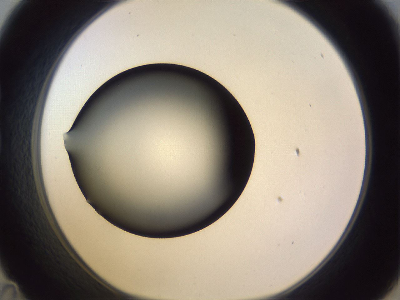 folderID341_plateID1341_batchID4589_wellNum35_profileID1_d1_r80716_ef.jpg