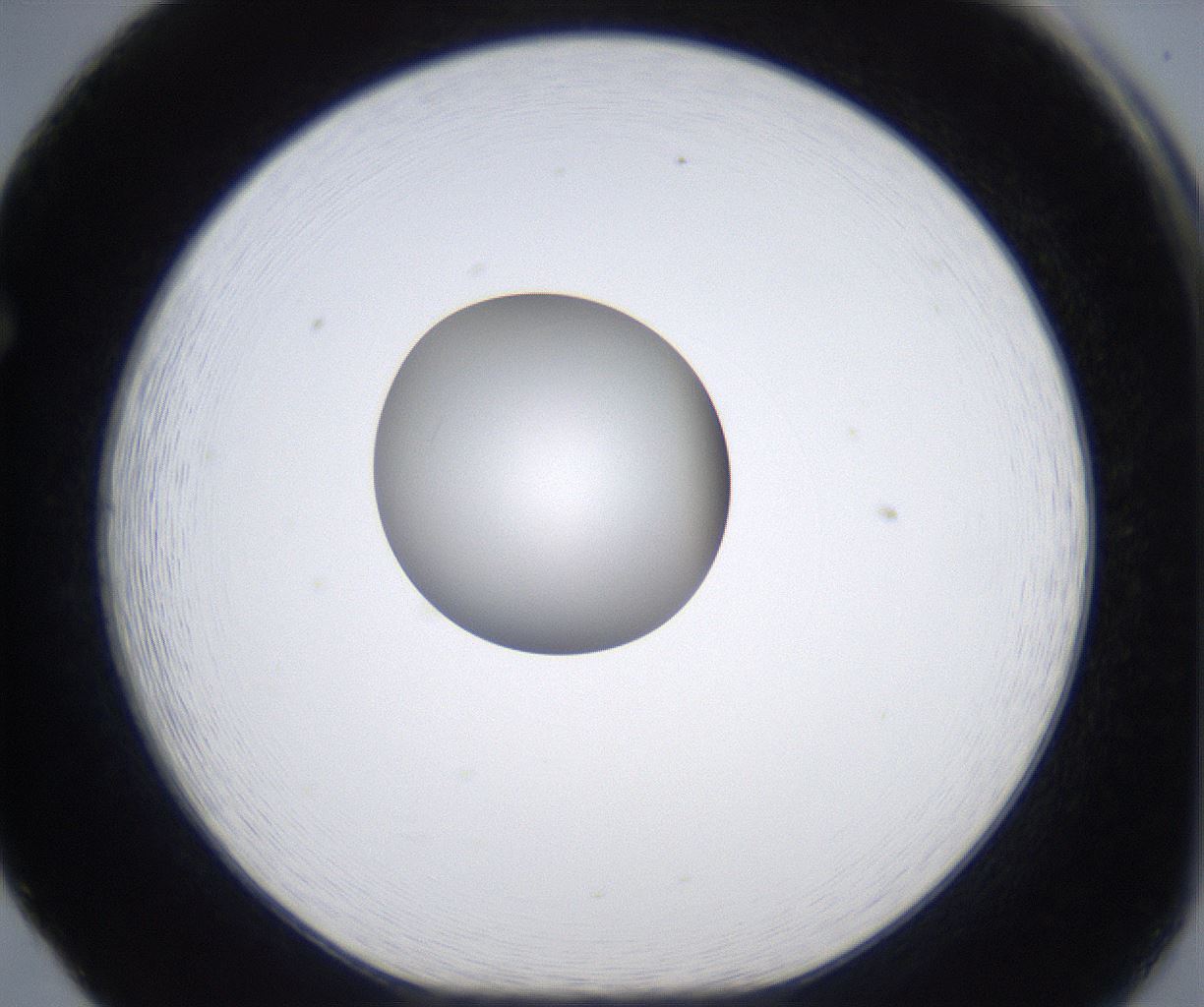 folderID340_plateID2340_batchID10999_wellNum65_profileID1_d1_r164387_ef.jpg