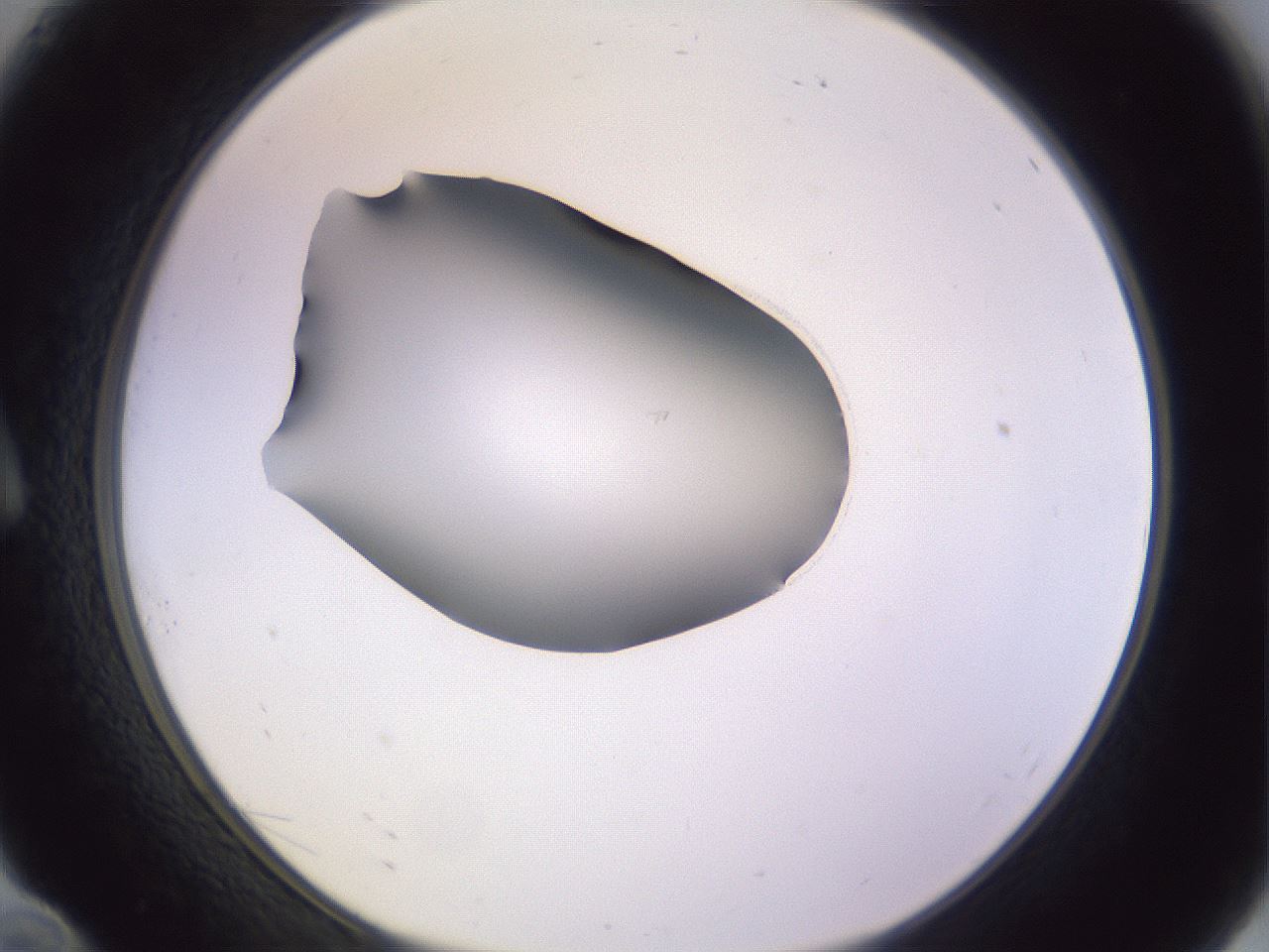 folderID341_plateID1341_batchID4589_wellNum10_profileID1_d1_r80666_ef.jpg