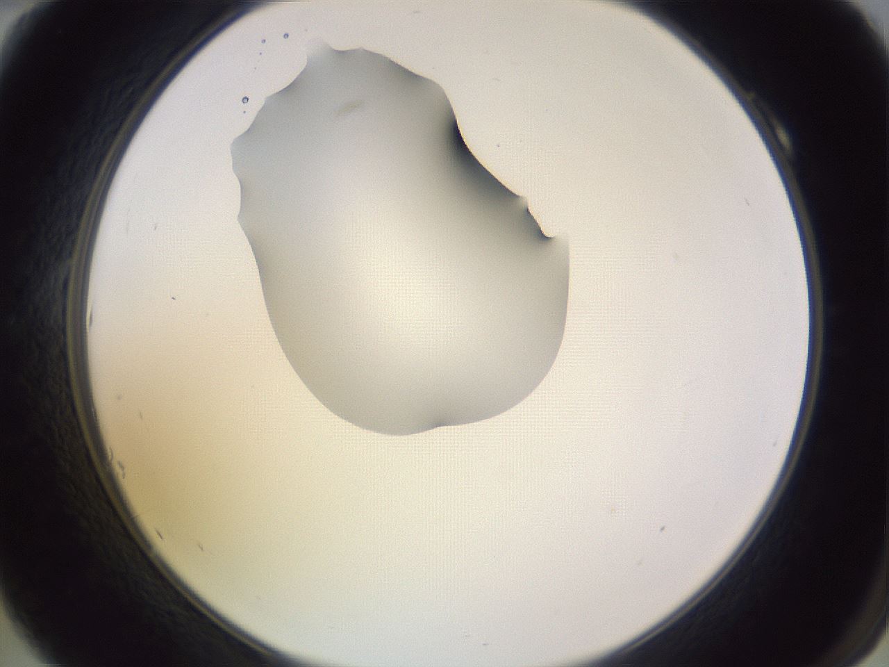 folderID341_plateID1341_batchID4589_wellNum10_profileID1_d2_r80667_ef.jpg