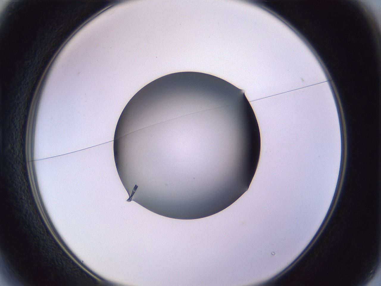 folderID341_plateID1341_batchID4589_wellNum13_profileID1_d1_r80672_ef.jpg