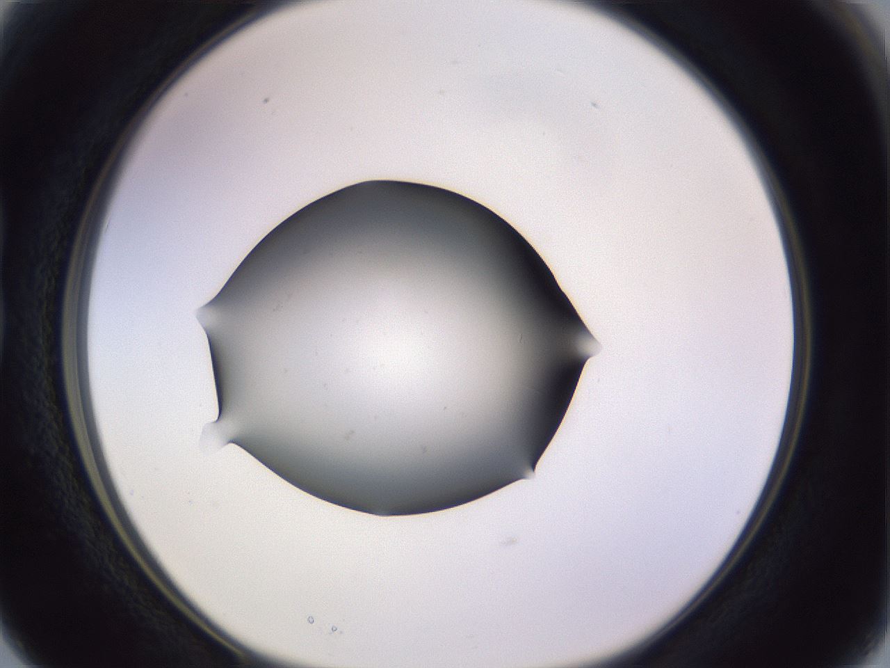 folderID341_plateID1341_batchID4589_wellNum15_profileID1_d1_r80676_ef.jpg