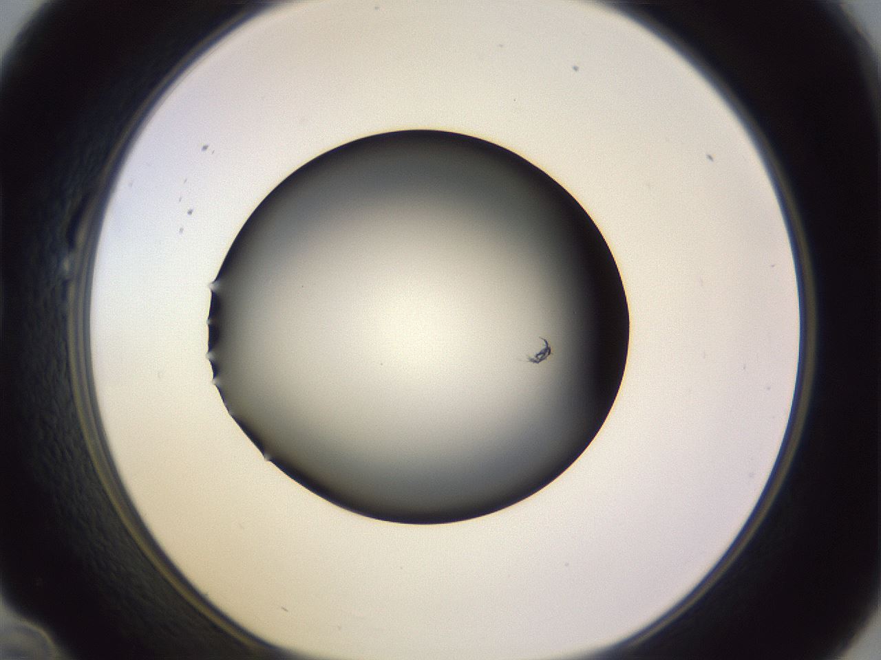 folderID341_plateID1341_batchID4589_wellNum22_profileID1_d1_r80690_ef.jpg