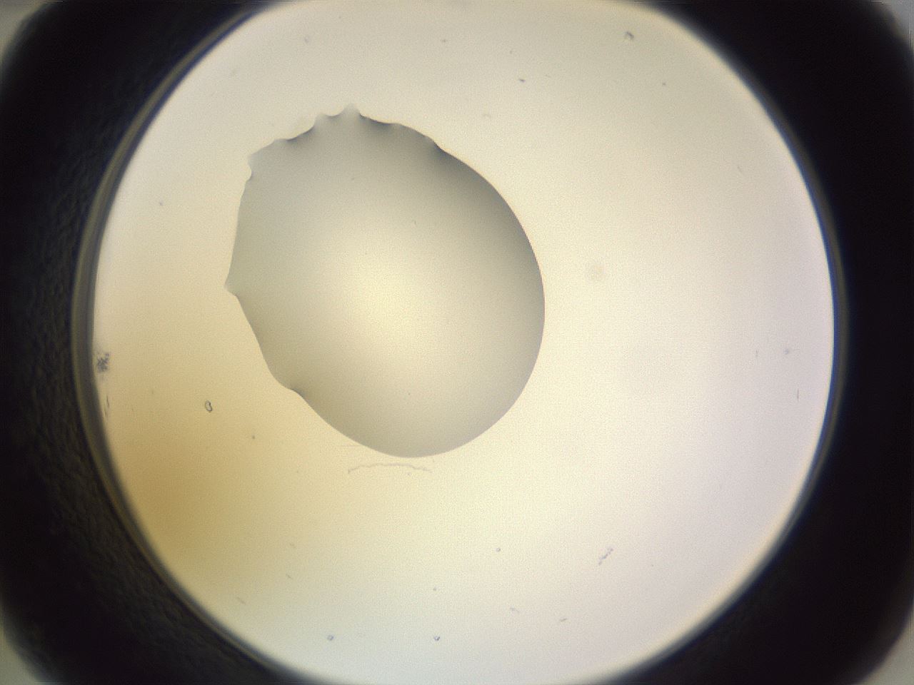 folderID341_plateID1341_batchID4589_wellNum22_profileID1_d2_r80691_ef.jpg