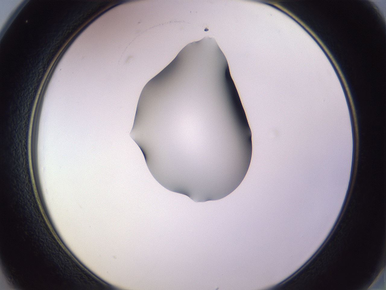 folderID341_plateID1341_batchID4589_wellNum25_profileID1_d2_r80697_ef.jpg