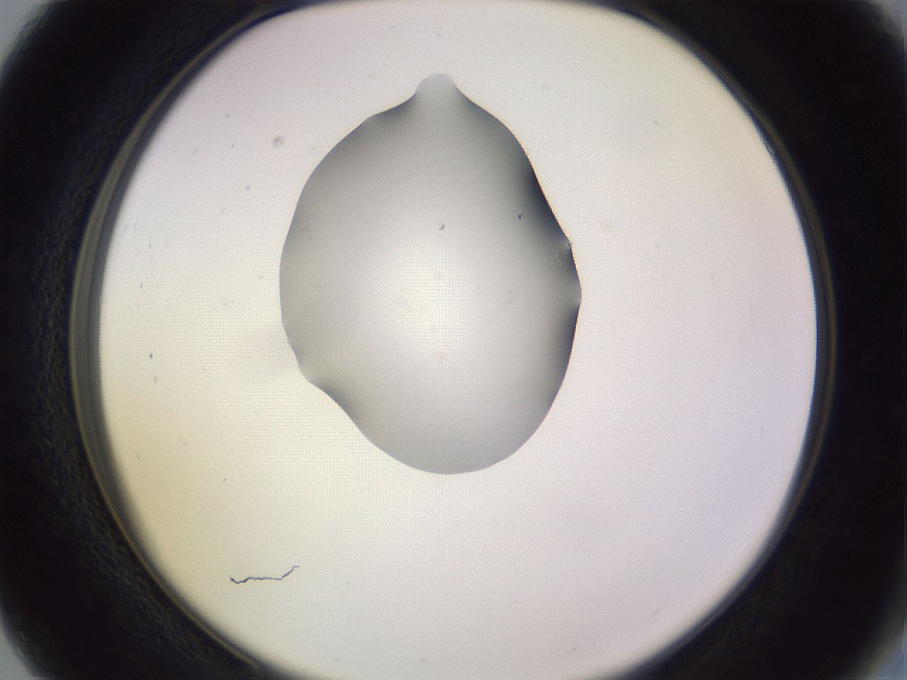 folderID341_plateID1341_batchID4589_wellNum27_profileID1_d2_r80701_ef.jpg
