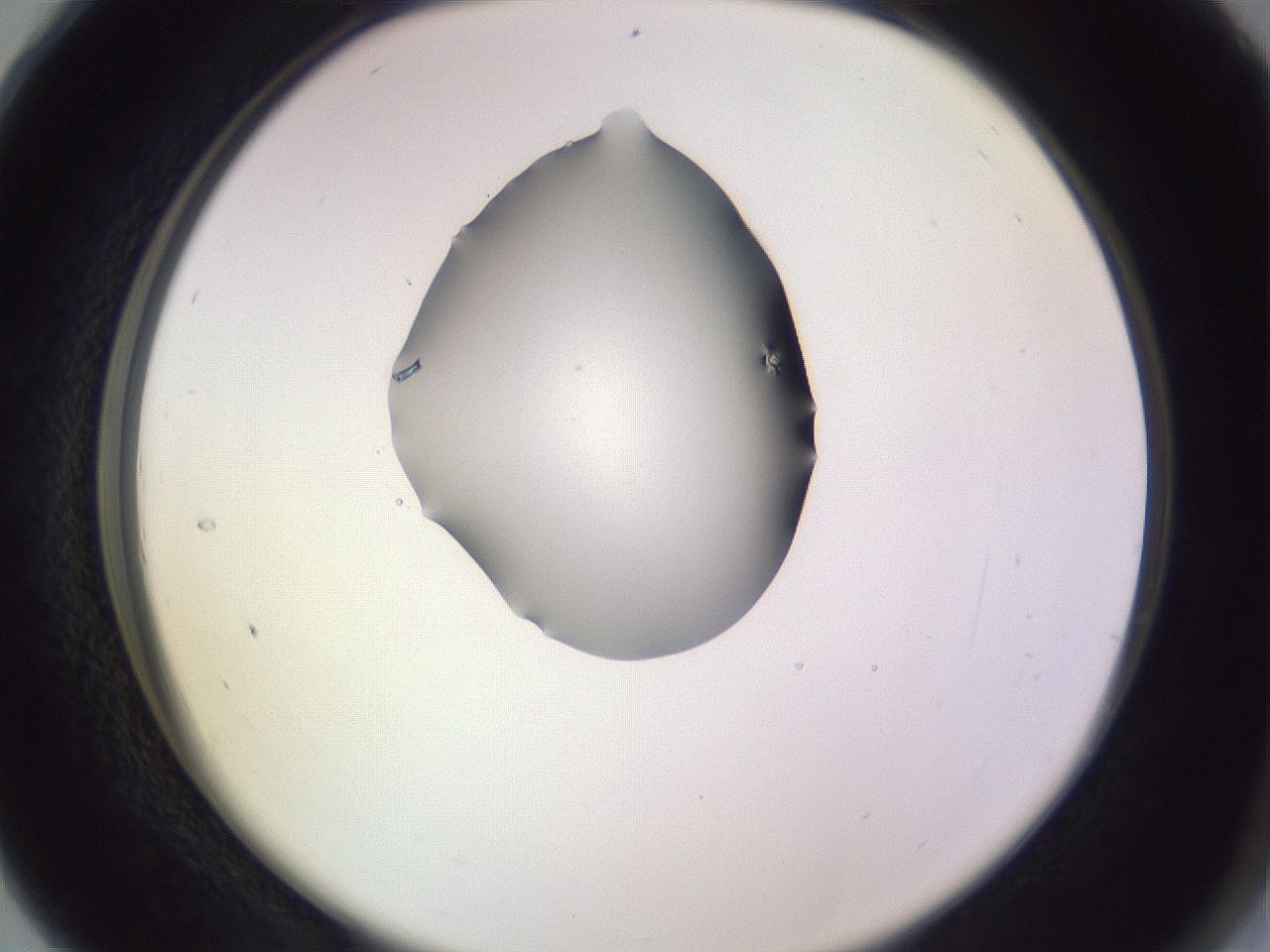 folderID341_plateID1341_batchID4589_wellNum28_profileID1_d2_r80703_ef.jpg