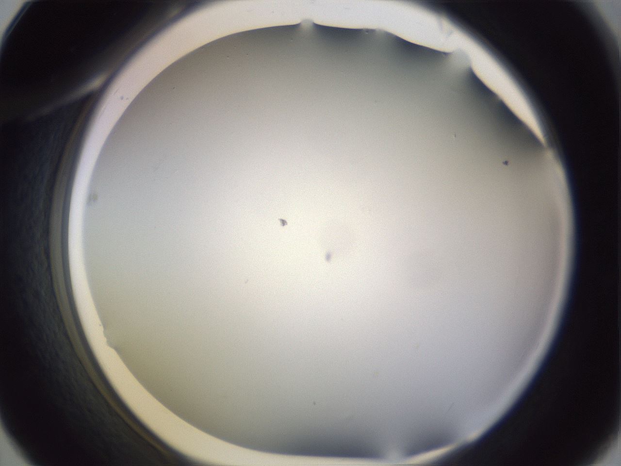 folderID341_plateID1341_batchID4589_wellNum31_profileID1_d1_r80708_ef.jpg