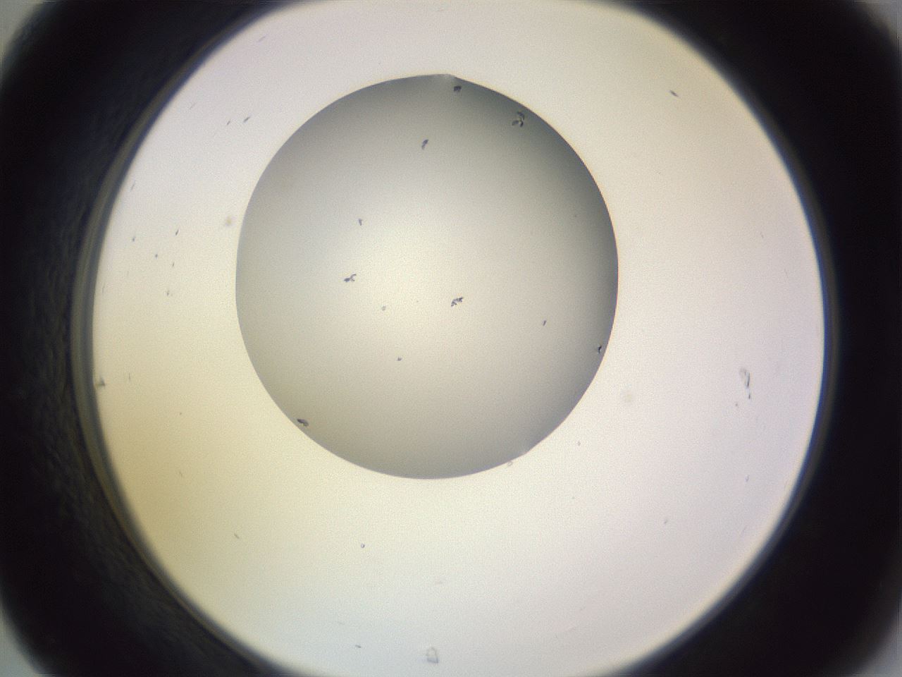 folderID341_plateID1341_batchID4589_wellNum31_profileID1_d2_r80709_ef.jpg
