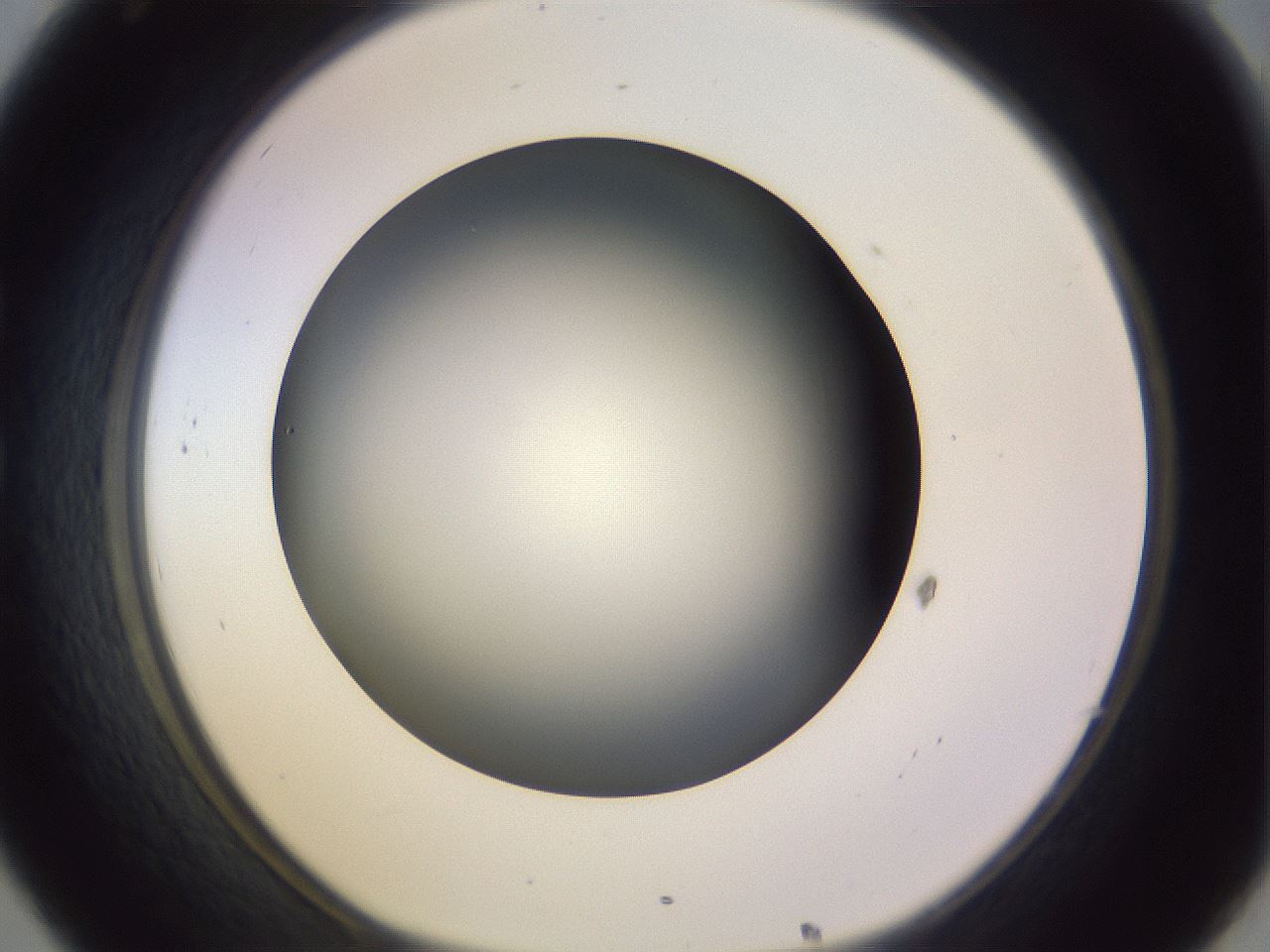 folderID341_plateID1341_batchID4589_wellNum32_profileID1_d1_r80710_ef.jpg