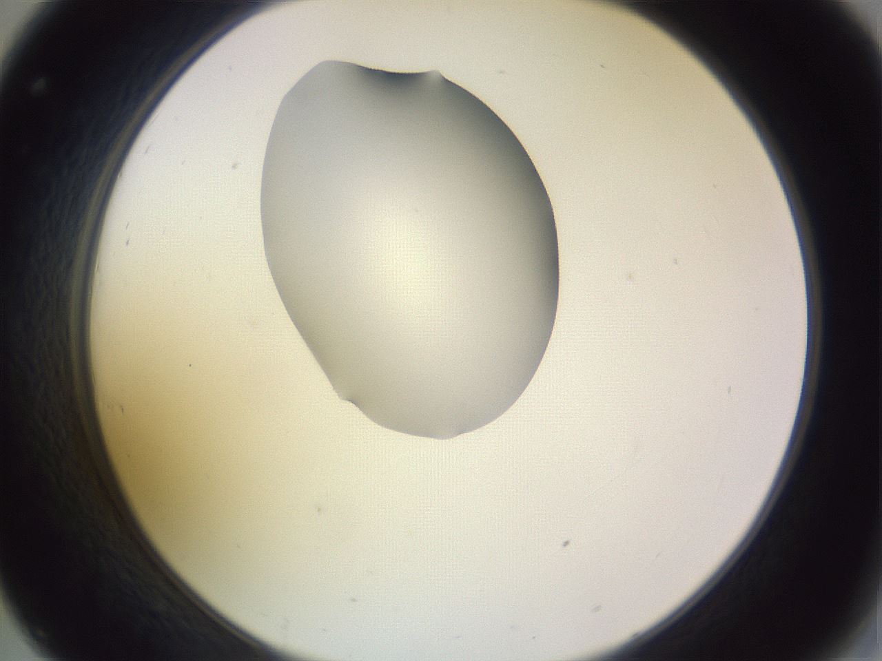 folderID341_plateID1341_batchID4589_wellNum32_profileID1_d2_r80711_ef.jpg