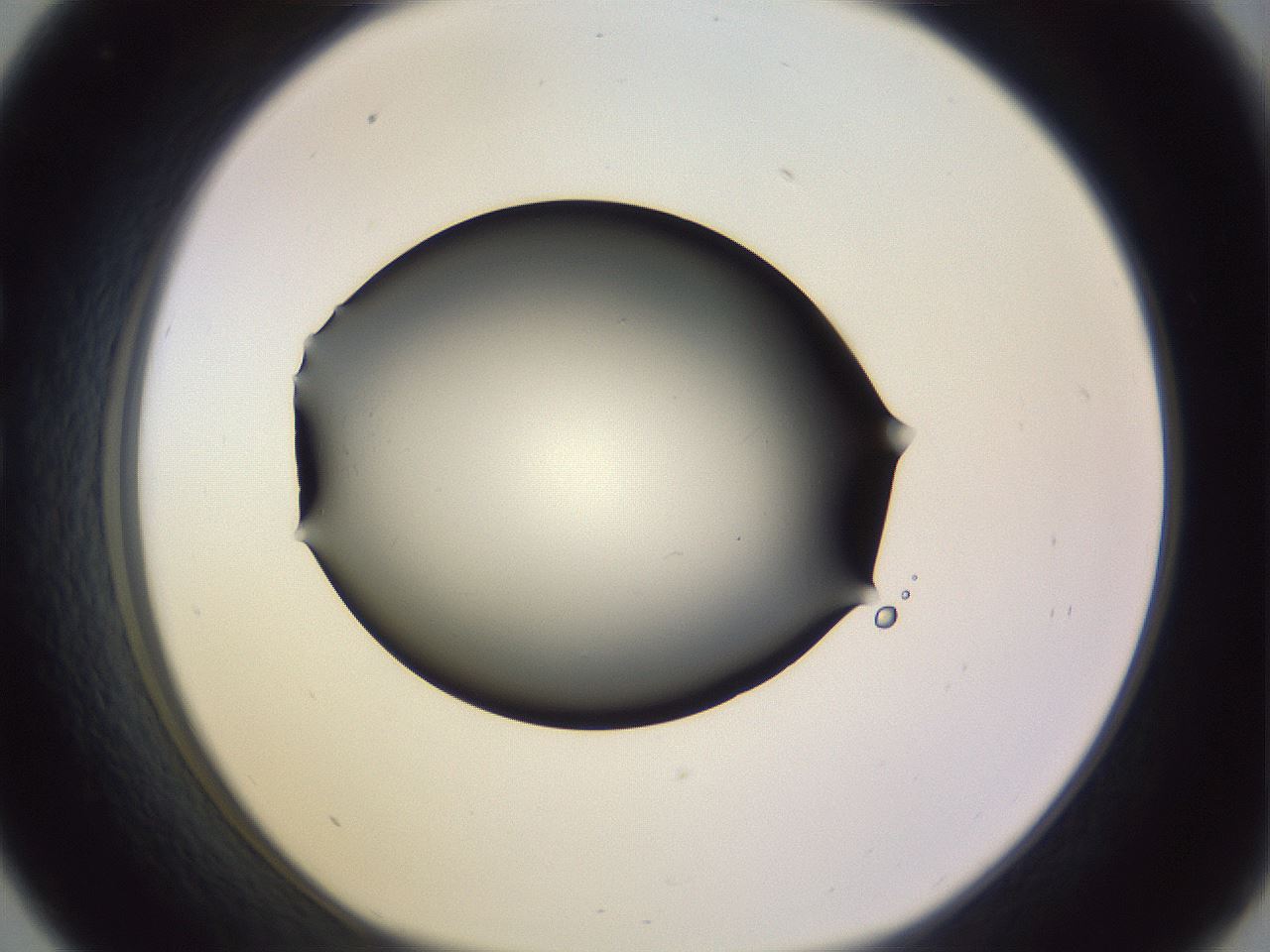 folderID341_plateID1341_batchID4589_wellNum33_profileID1_d1_r80712_ef.jpg