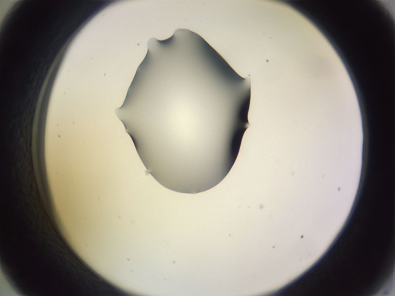 folderID341_plateID1341_batchID4589_wellNum33_profileID1_d2_r80713_ef.jpg