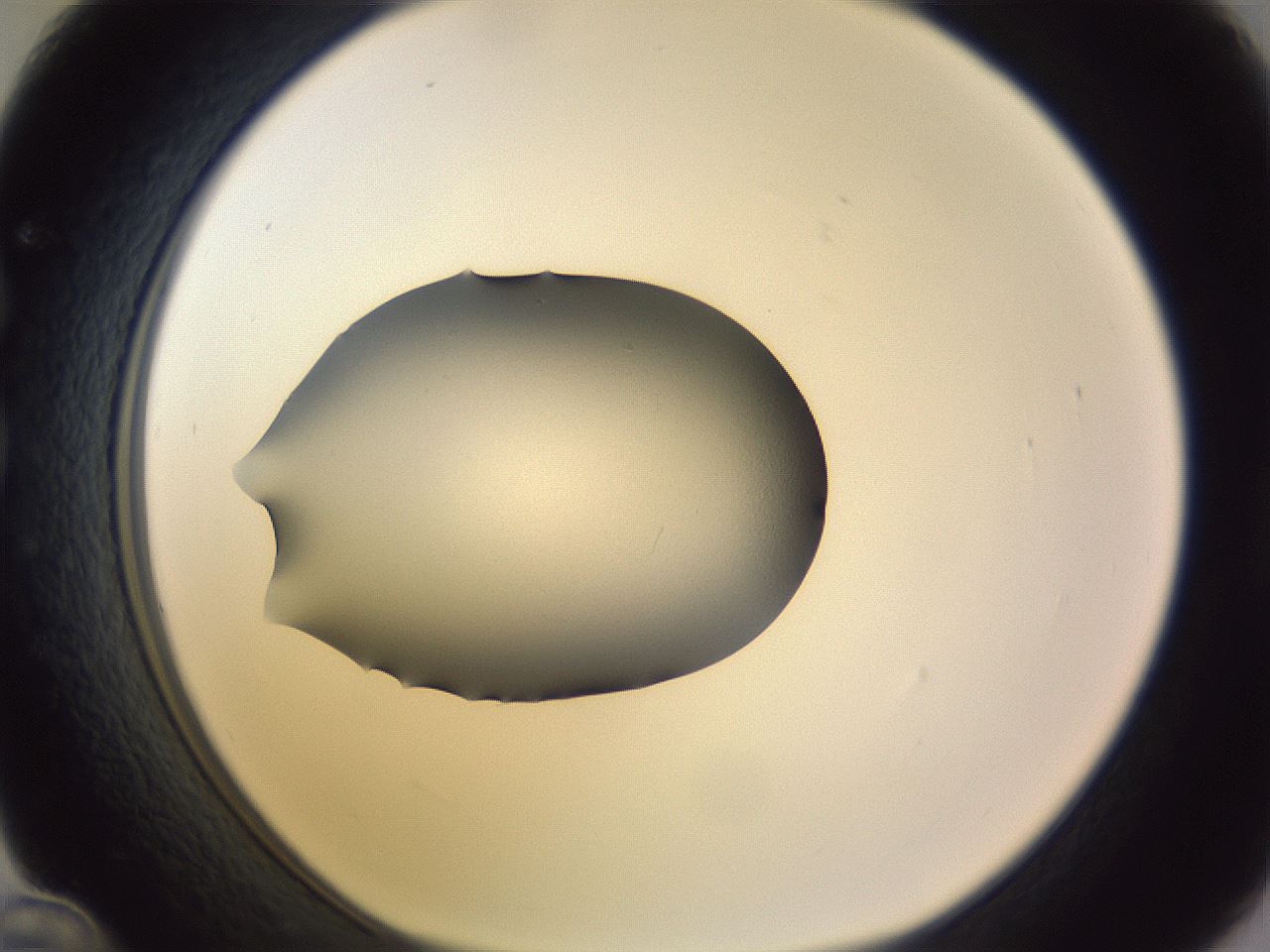 folderID341_plateID1341_batchID4589_wellNum36_profileID1_d1_r80718_ef.jpg