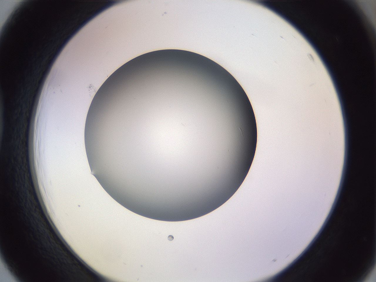 folderID341_plateID1341_batchID4589_wellNum39_profileID1_d1_r80724_ef.jpg