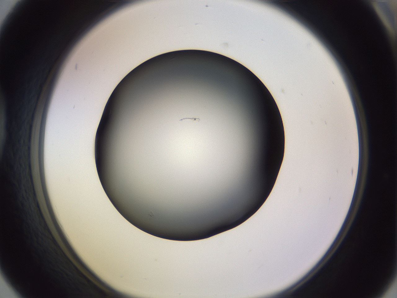 folderID341_plateID1341_batchID4589_wellNum42_profileID1_d1_r80730_ef.jpg