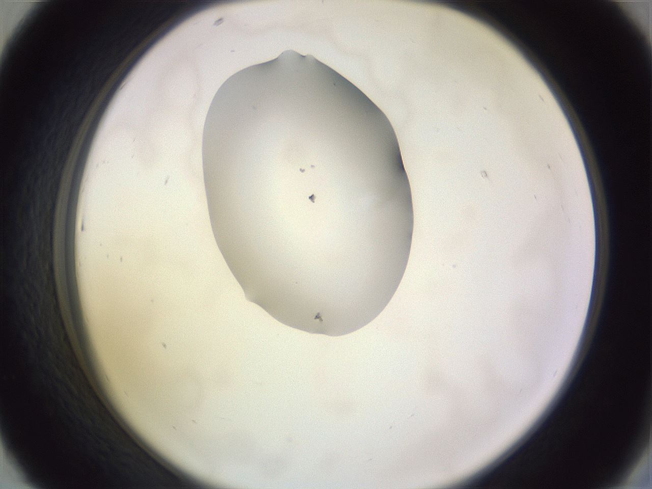 folderID341_plateID1341_batchID4589_wellNum43_profileID1_d2_r80733_ef.jpg