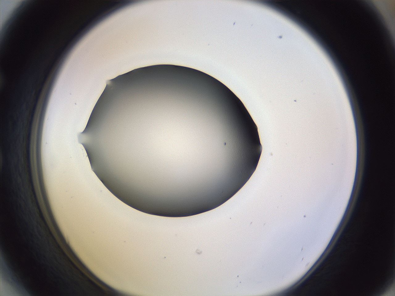 folderID341_plateID1341_batchID4589_wellNum54_profileID1_d1_r80754_ef.jpg