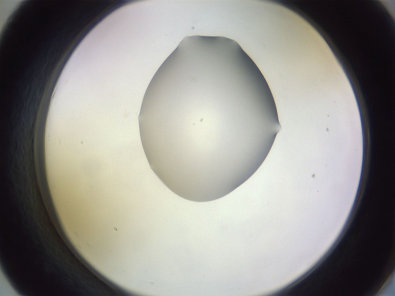 folderID341_plateID1341_batchID4589_wellNum55_profileID1_d2_r80757_ef.jpg