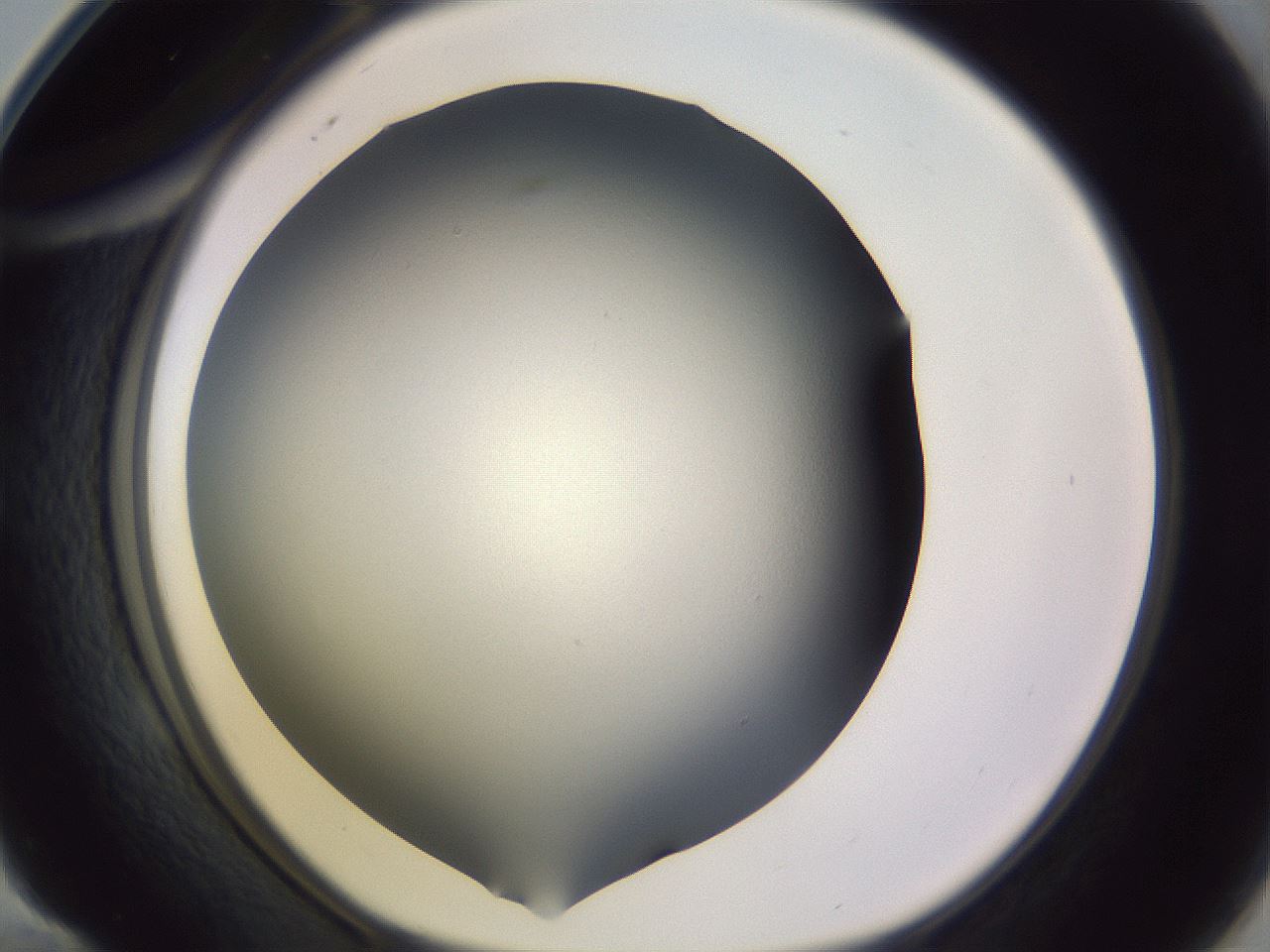 folderID341_plateID1341_batchID4589_wellNum58_profileID1_d1_r80762_ef.jpg