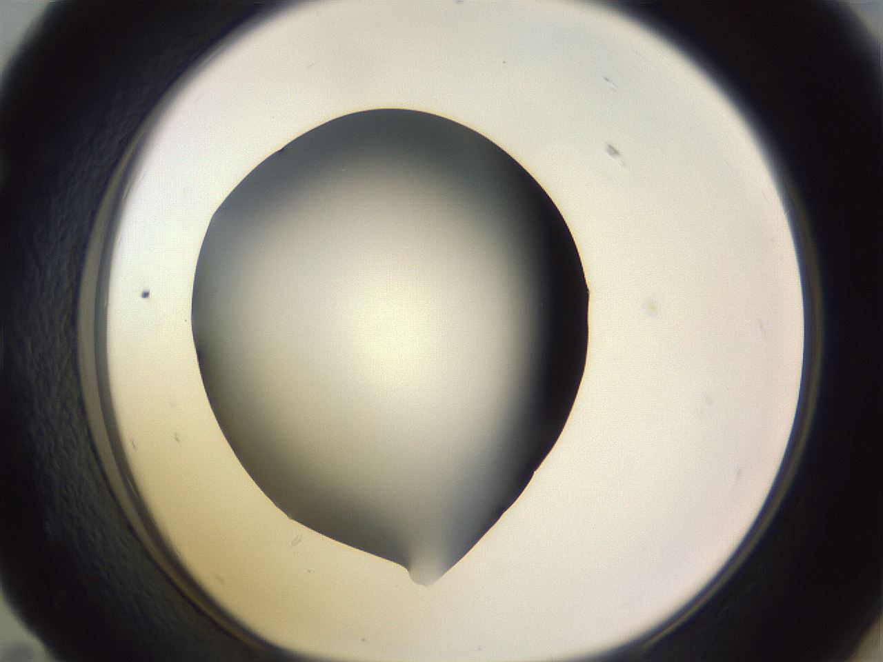 folderID341_plateID1341_batchID4589_wellNum59_profileID1_d1_r80764_ef.jpg