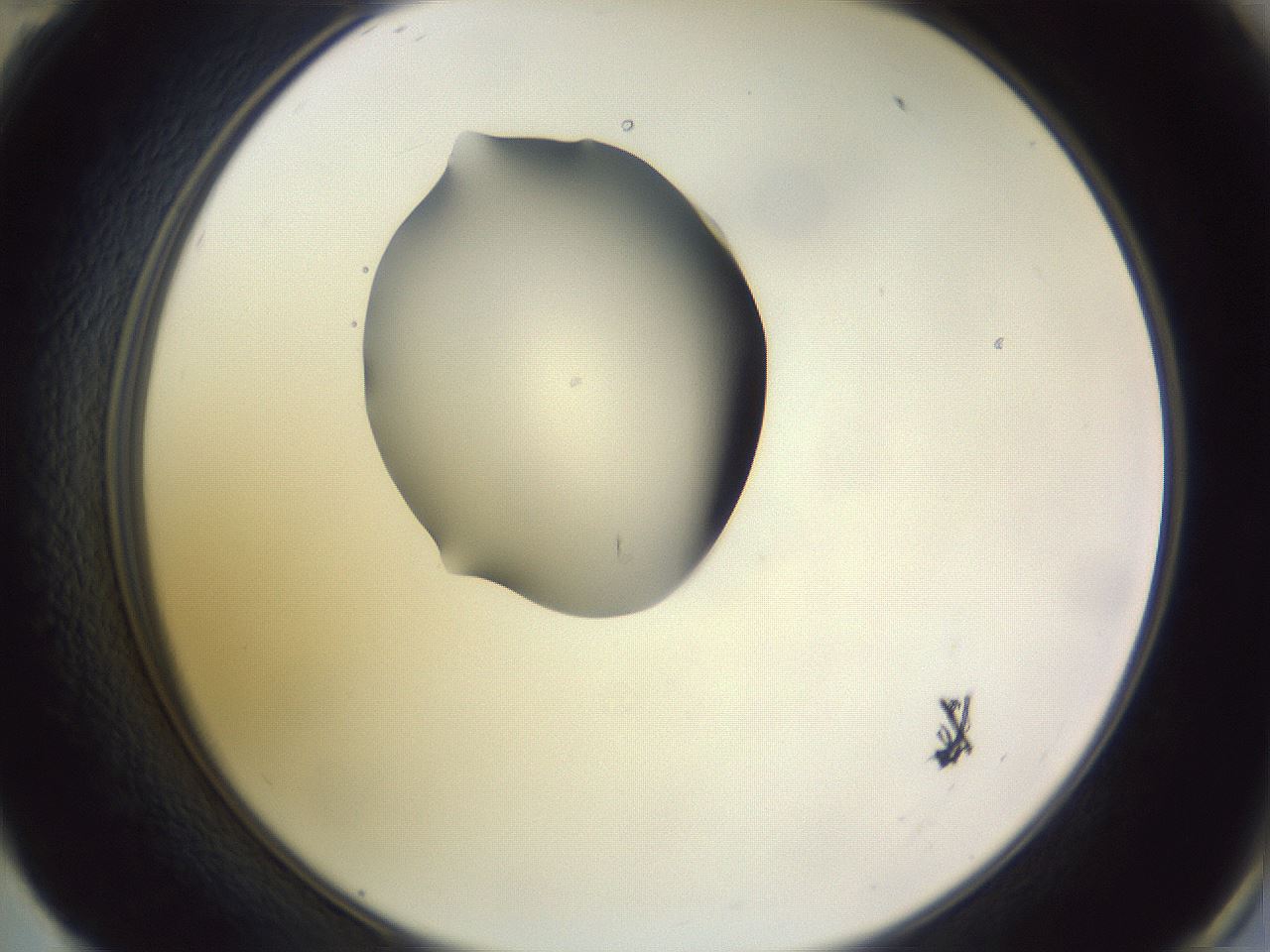 folderID341_plateID1341_batchID4589_wellNum59_profileID1_d2_r80765_ef.jpg