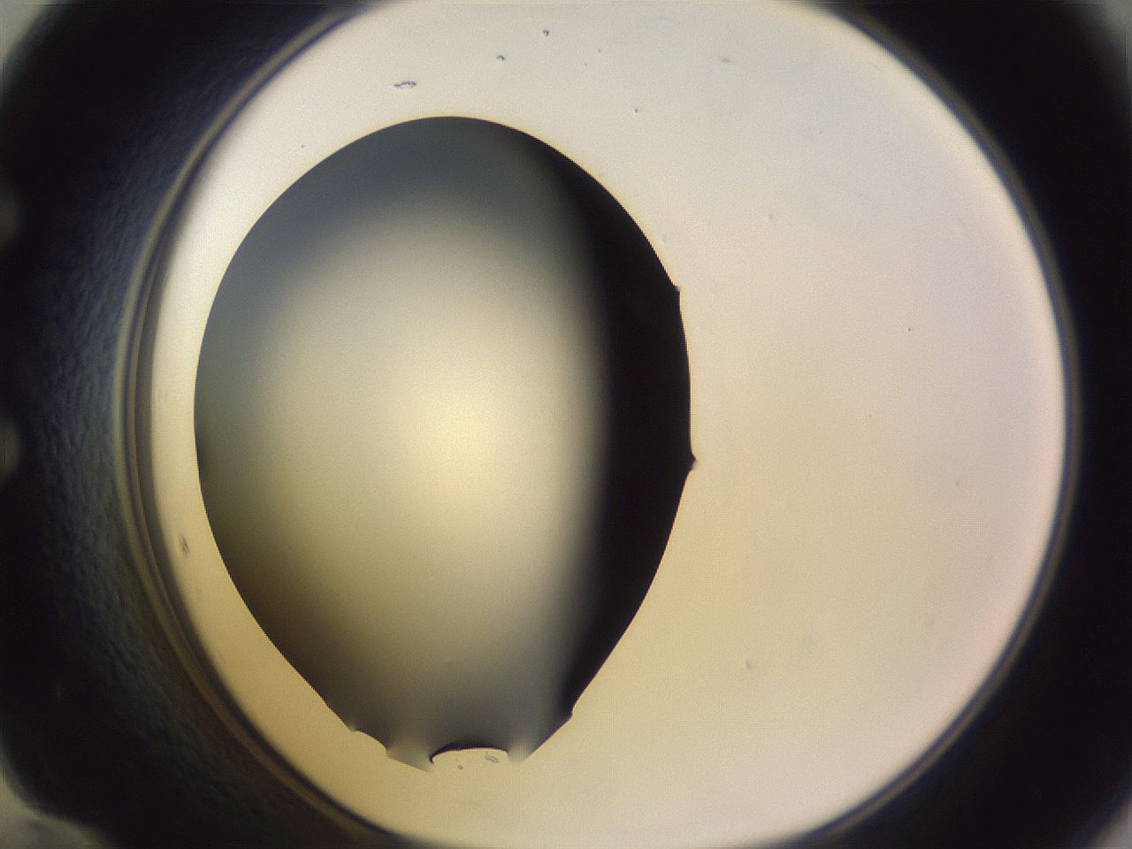 folderID341_plateID1341_batchID4589_wellNum60_profileID1_d1_r80766_ef.jpg