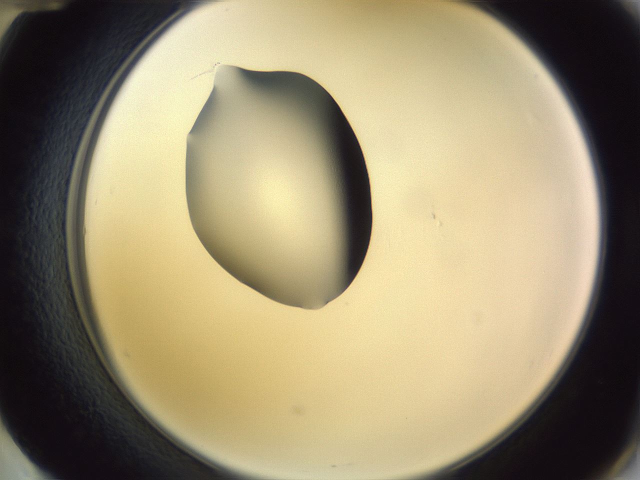 folderID341_plateID1341_batchID4589_wellNum60_profileID1_d2_r80767_ef.jpg