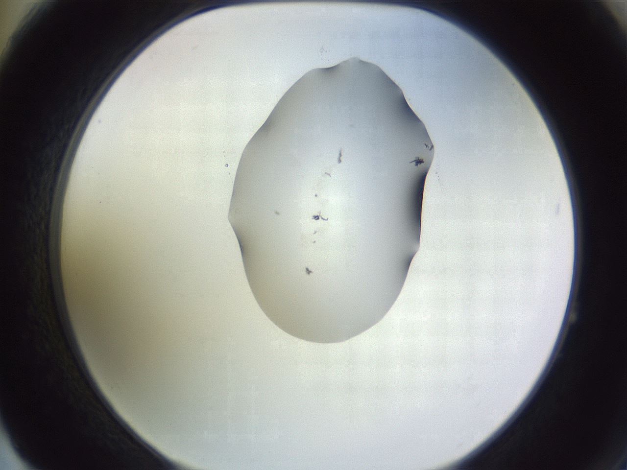 folderID341_plateID1341_batchID4589_wellNum64_profileID1_d2_r80775_ef.jpg